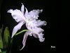 laelia lobata concolor 